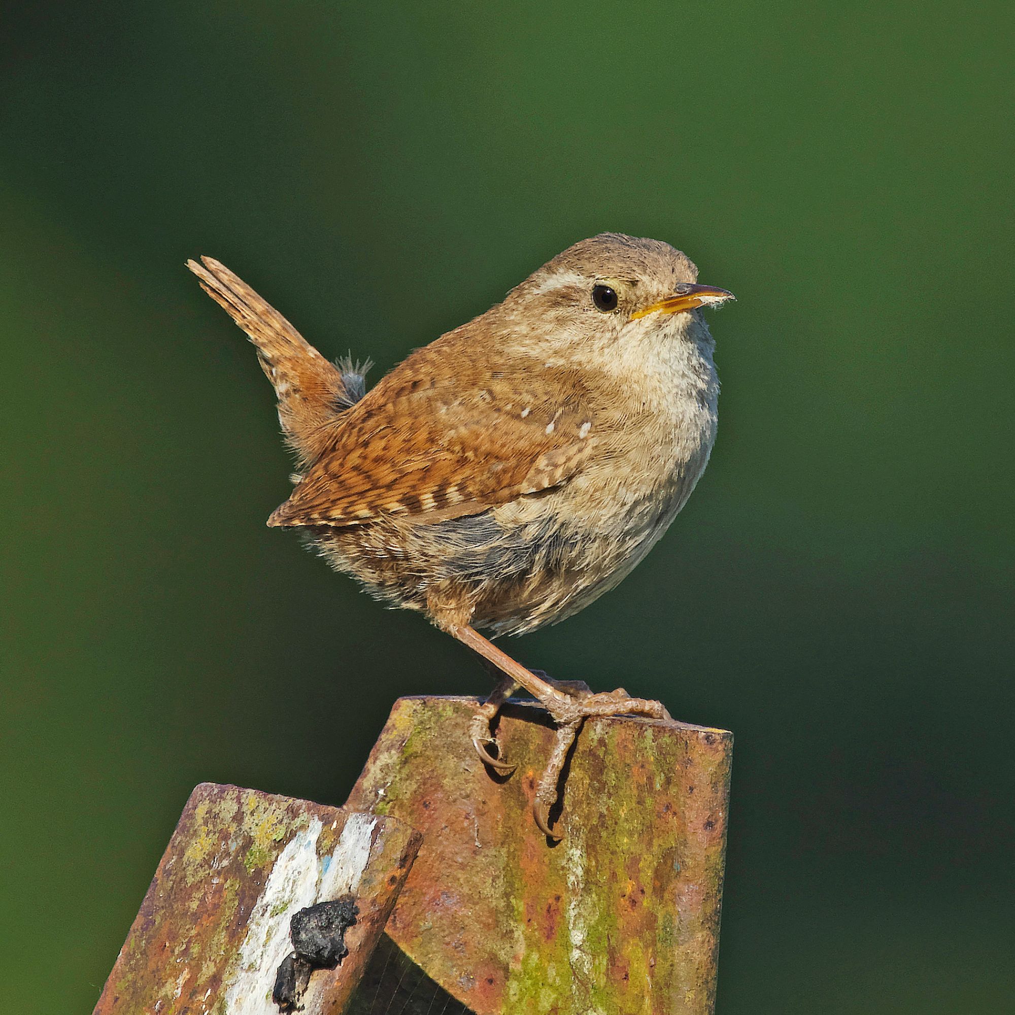 Wren perched on rusty angle iron