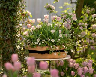 tulips and anemones in pot