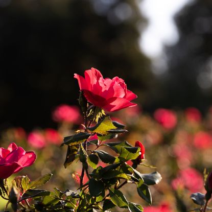 Dark pink roses in a rose garden during fall sunset hours, with strong contrast shadows and highlights