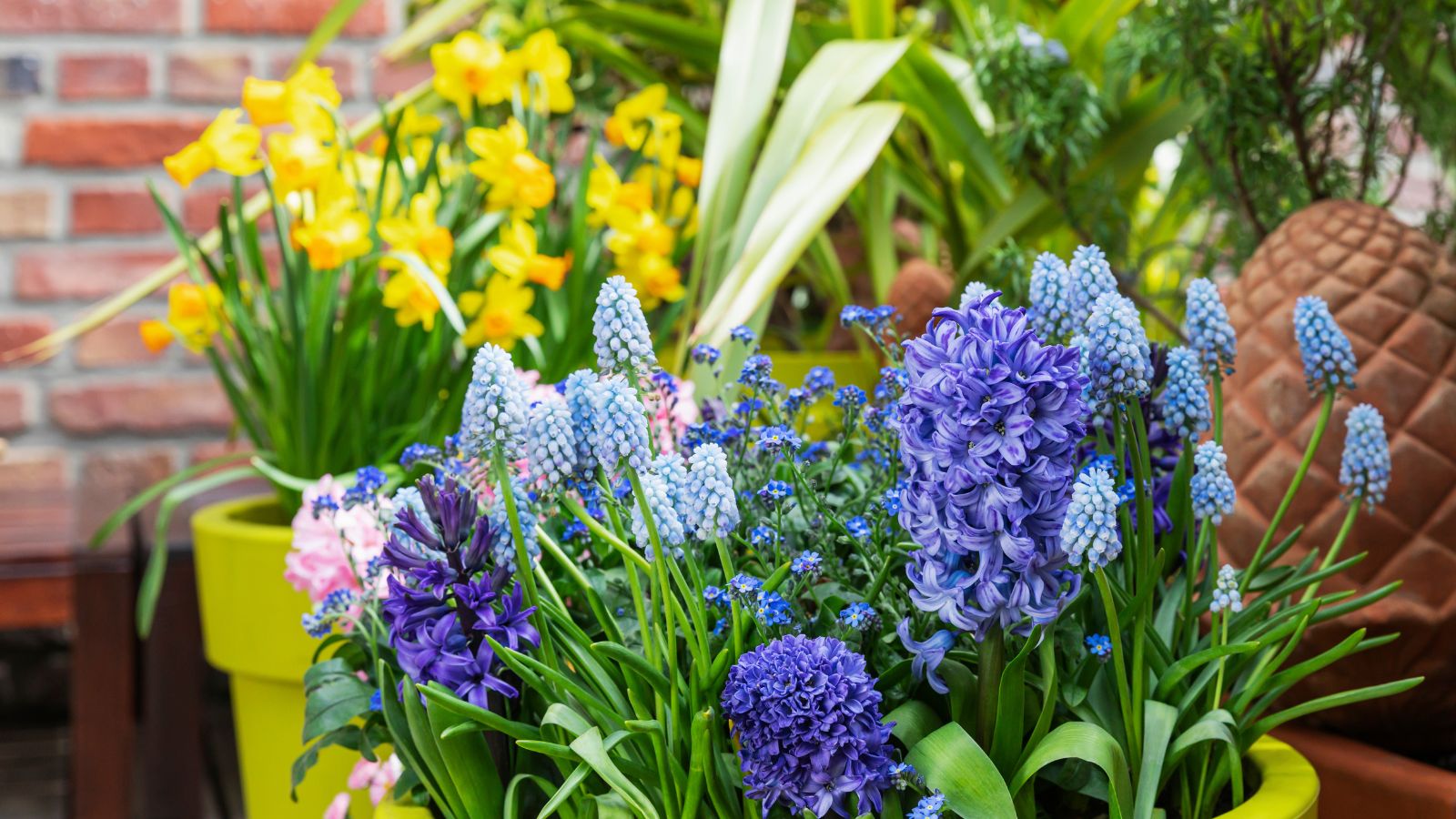 Blue and purple hyacinths, daffodils, muscari, and forget-me-nots cultivated on balcony in pots