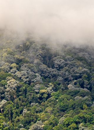 Penang National Park