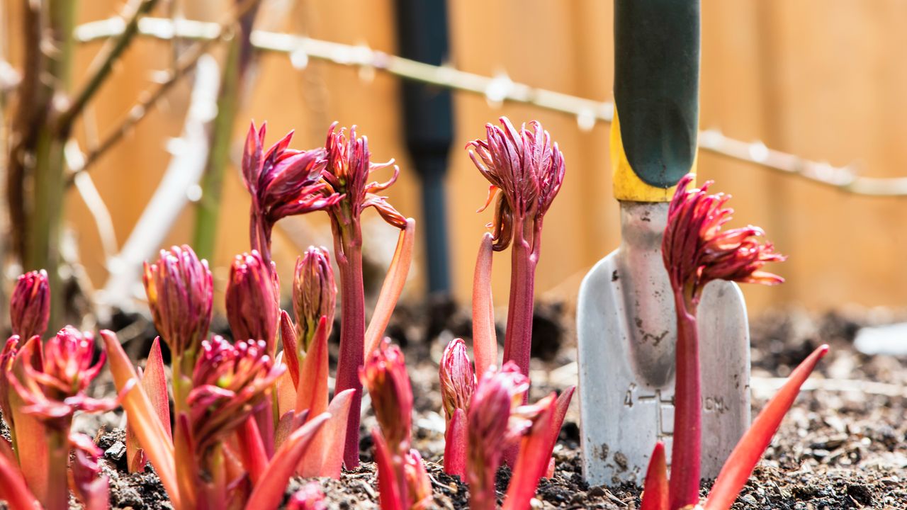 Red peony sprouts in spring next to a trowel