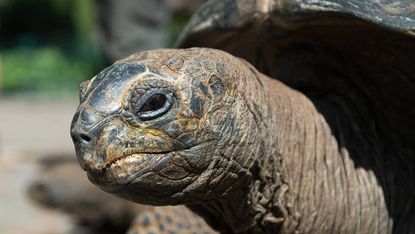 Giant tortoise escapes from Japanese zoo