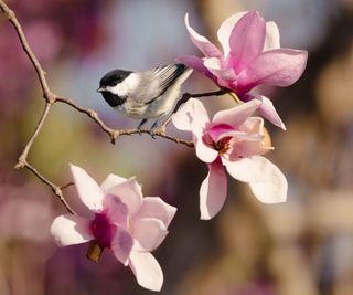Magnolia tree with bird on the branch