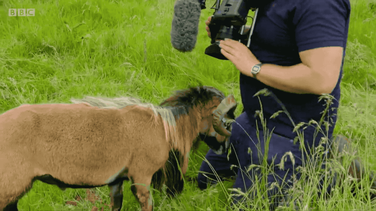 bbc cecil the sheep