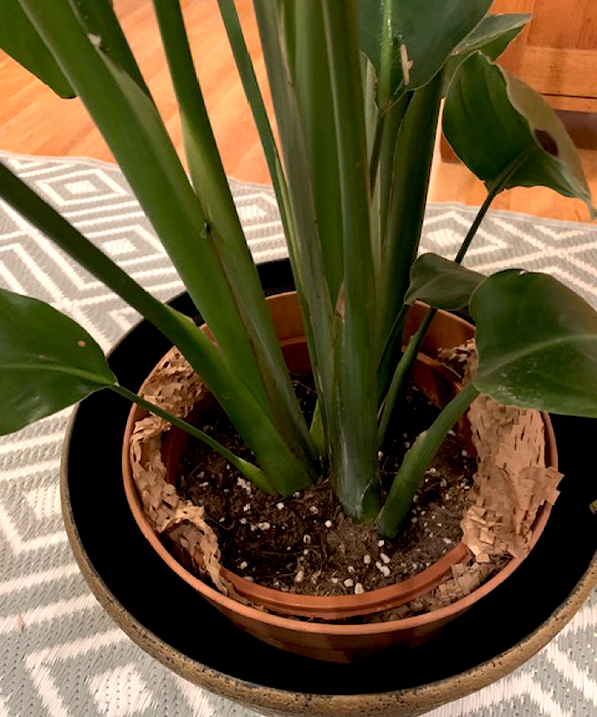 bird of paradise in nested containers with paper filling