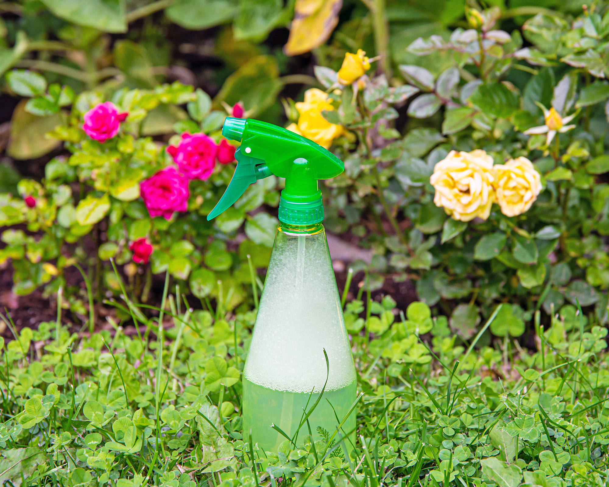 Homemade bug spray in garden