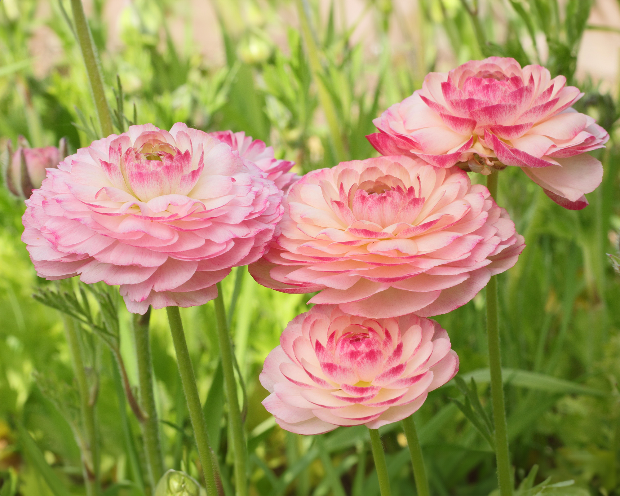 Pink Ranunculus blooming in garden