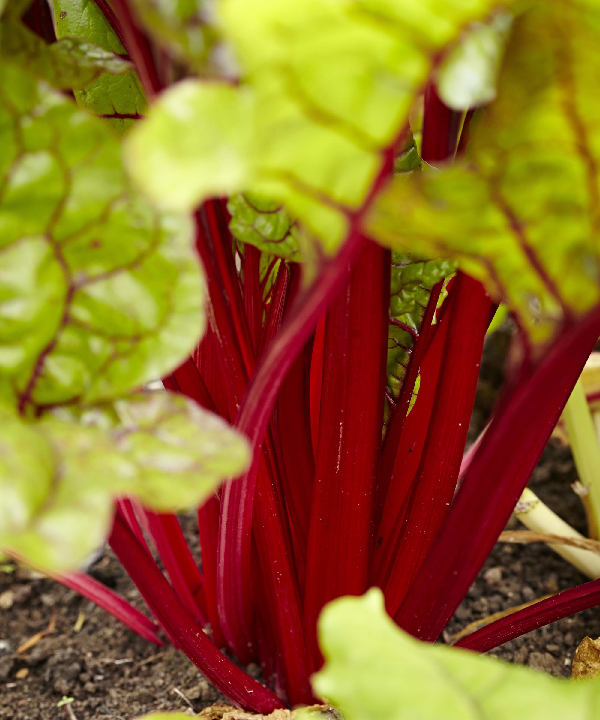 Red Swiss chard stems and green leaves with red veins