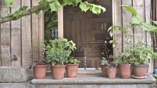 Plants growing in terracotta pots on a shady ledge outside a building at the Chelsea Flower Show 2024