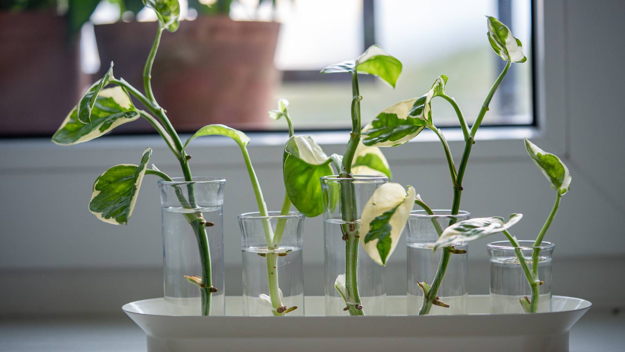 Five photos cuttings growing in glass jars of water