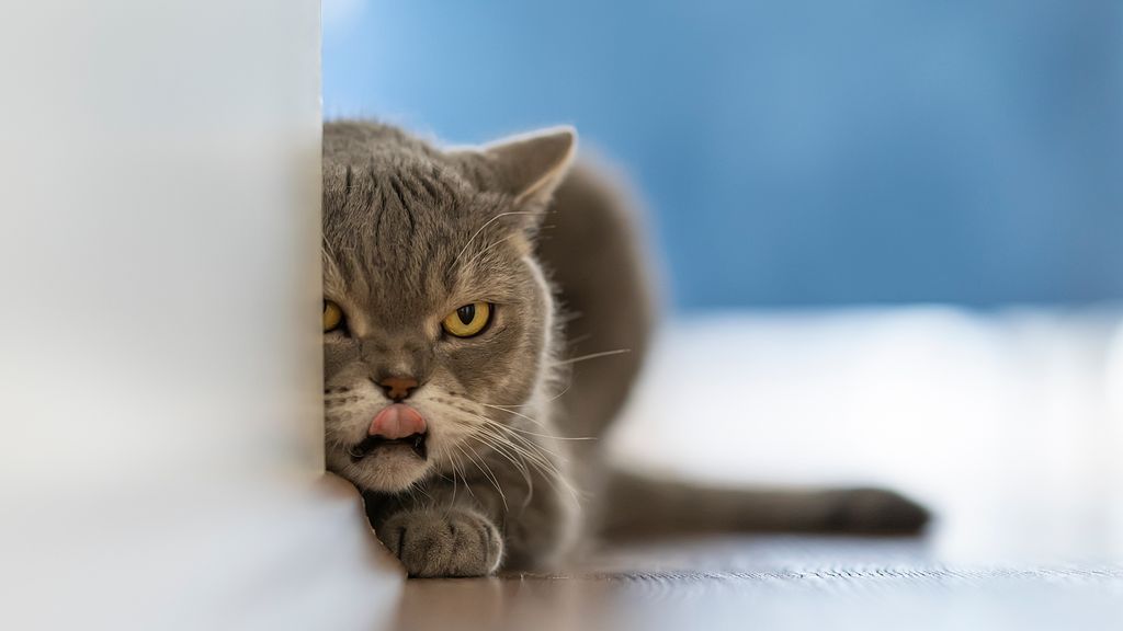 How to calm an aggressive cat PetsRadar