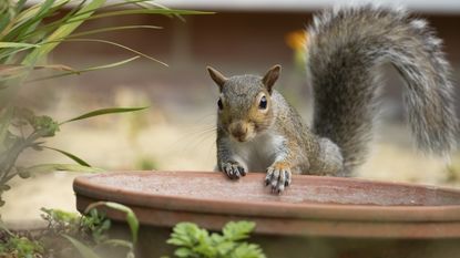 Grey squirrel on a plant pot