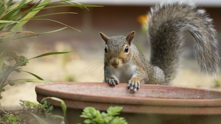 Grey squirrel on a plant pot
