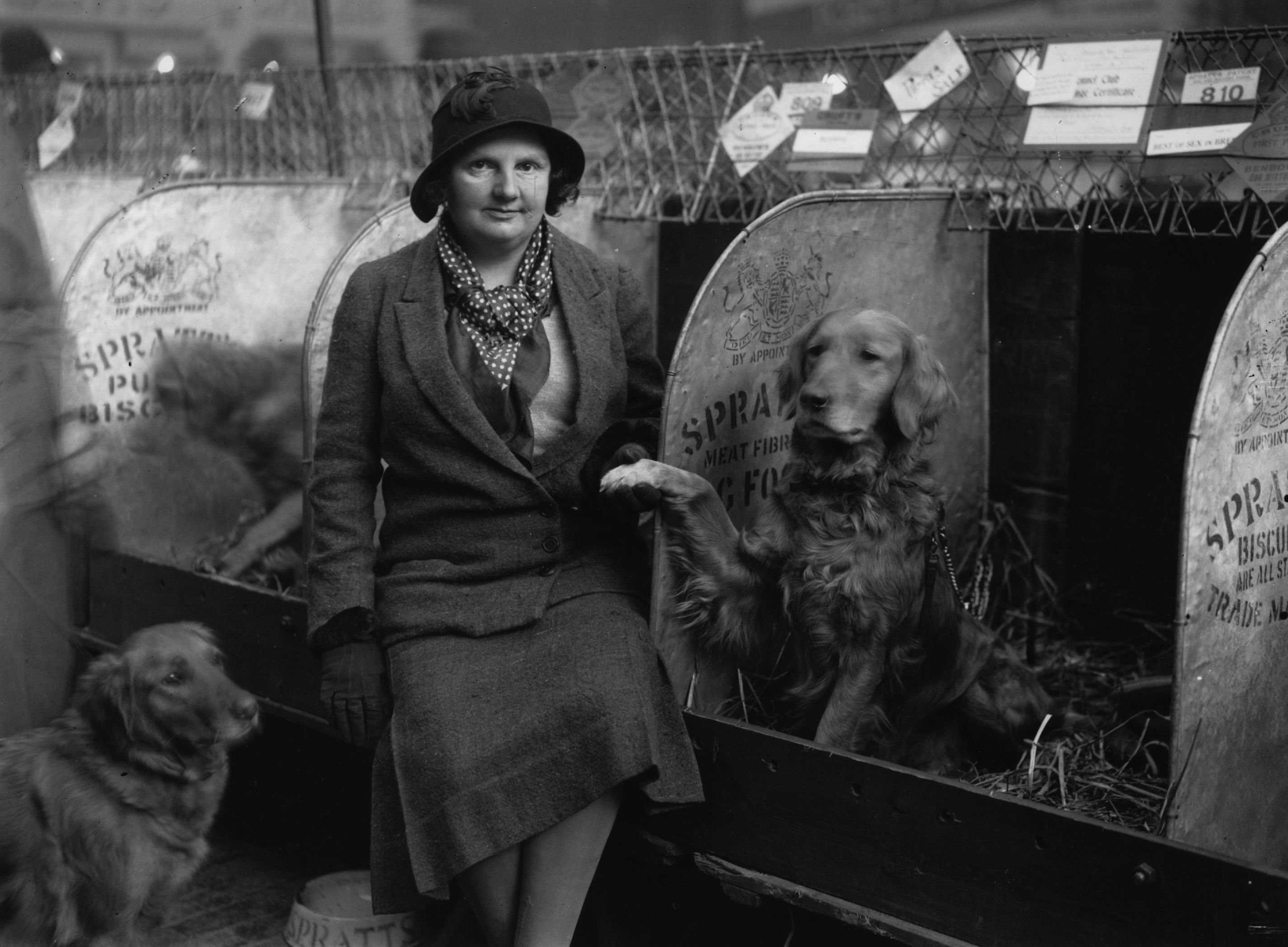 A woman in early 20th-century attire sits beside two Golden Retrievers at a dog show. One dog sits upright in its stall with a paw resting on the woman’s arm, while the other lies nearby on the straw-covered floor. Behind them are arched stall dividers marked with ‘Spratt’s’ branding and handwritten show cards.