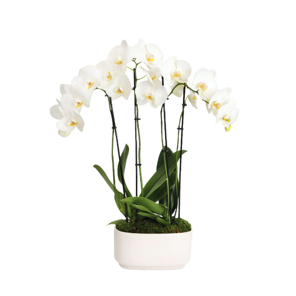 White orchid in white pot