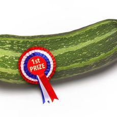 A first prize ribbon on a zucchini