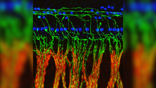 Colorful micrograph image showing nerve fibers in green that are forming synaptic connections with sensory cells in blue in the cochlea of the ear