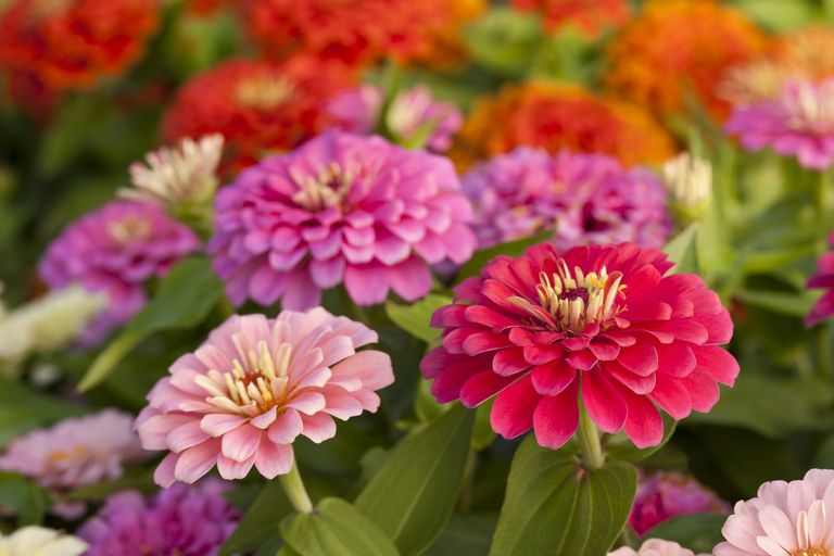 How to collect zinnia seeds – closeup of red and pink zinnia flowers