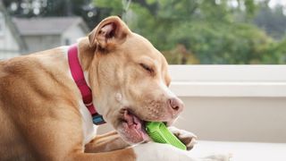 A pit bull mix happily chews on a dog toy