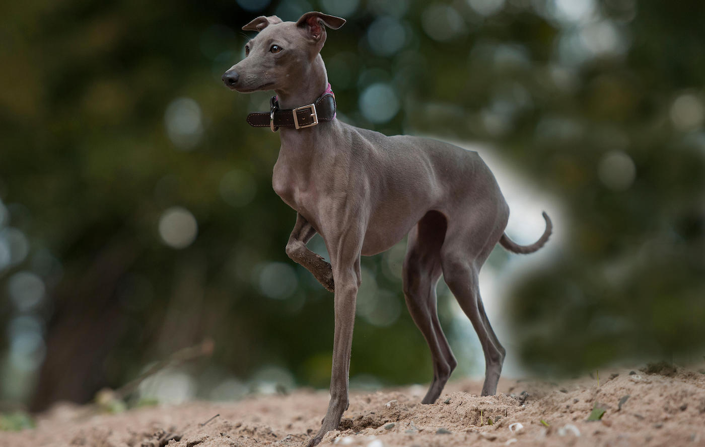 Italian greyhound is one of the most expensive dog breeds