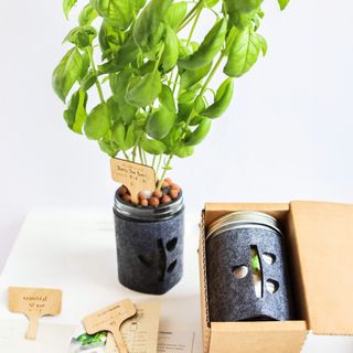 Hydroponic basil mason jar growing kit