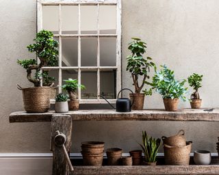 garden room ideas with houseplants