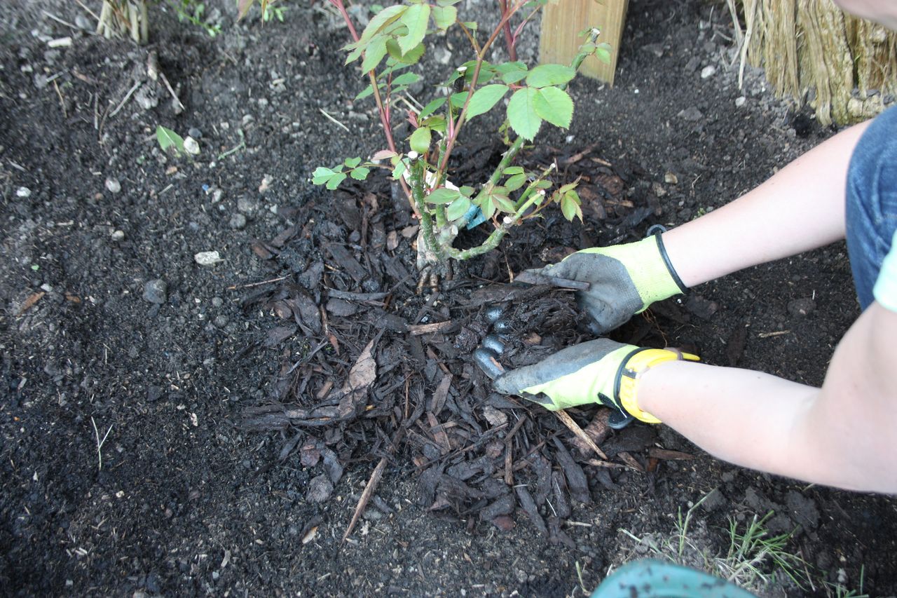 bark mulch used on roses