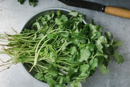 cilantro harvested