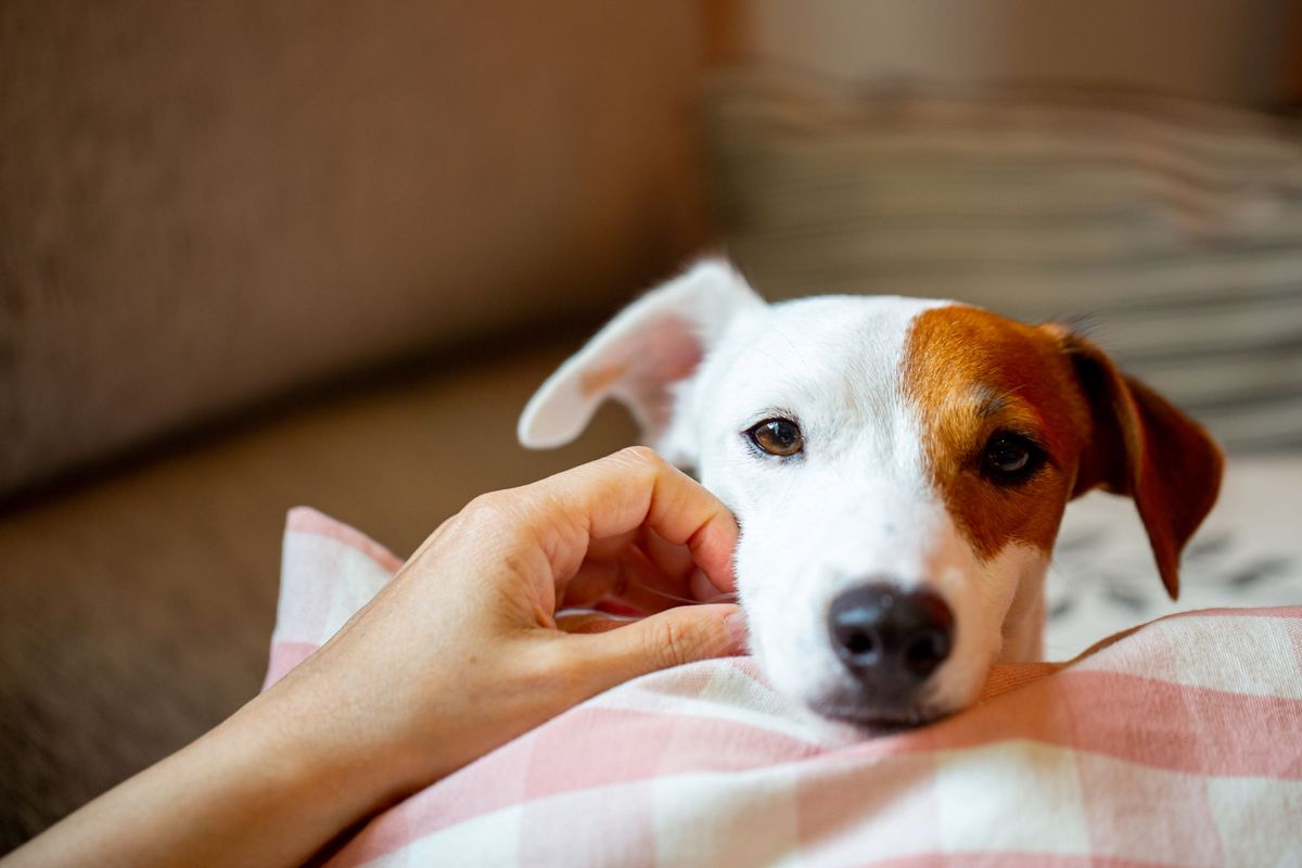 Dog with owner on the sofa.