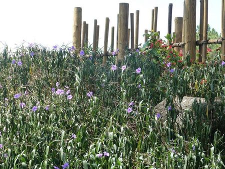 Coastal Garden Full Of Flowers