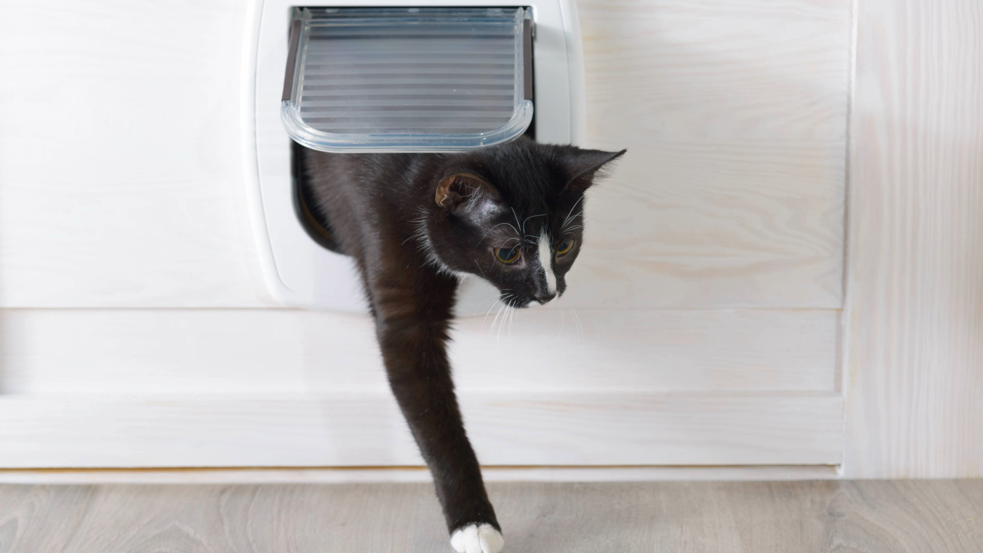 Cat walking through a cat flap onto wooden flooring