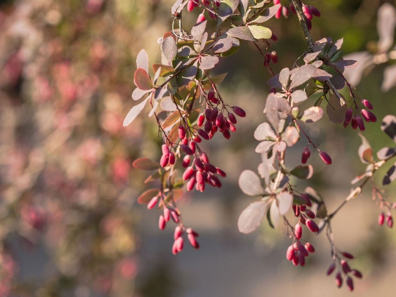 Barberry Shrub