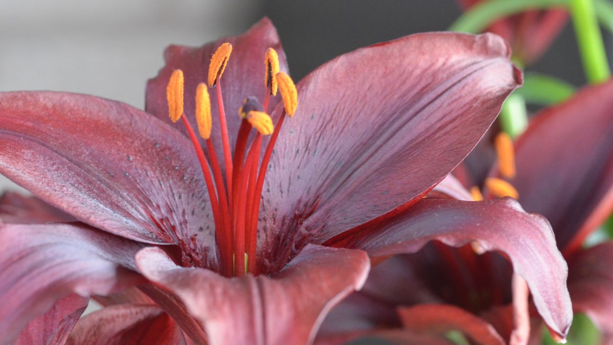 close up of flower with macro shot of pistils