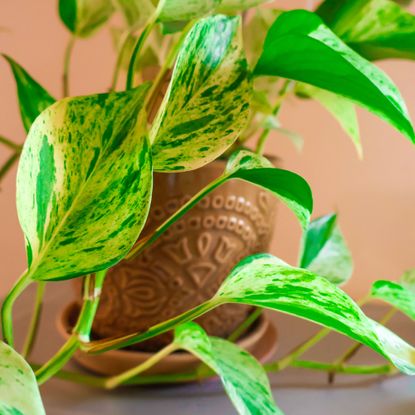 golden pothos plant in brown pot against terracotta wall