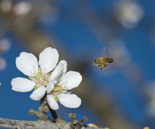 Almond blossom with pollinator and blue sky beyond