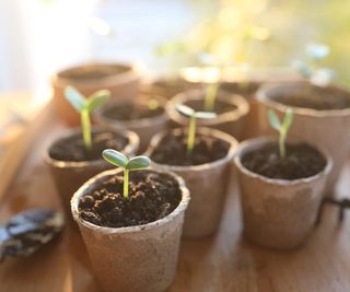 Young plants being grown indoors in individual pots