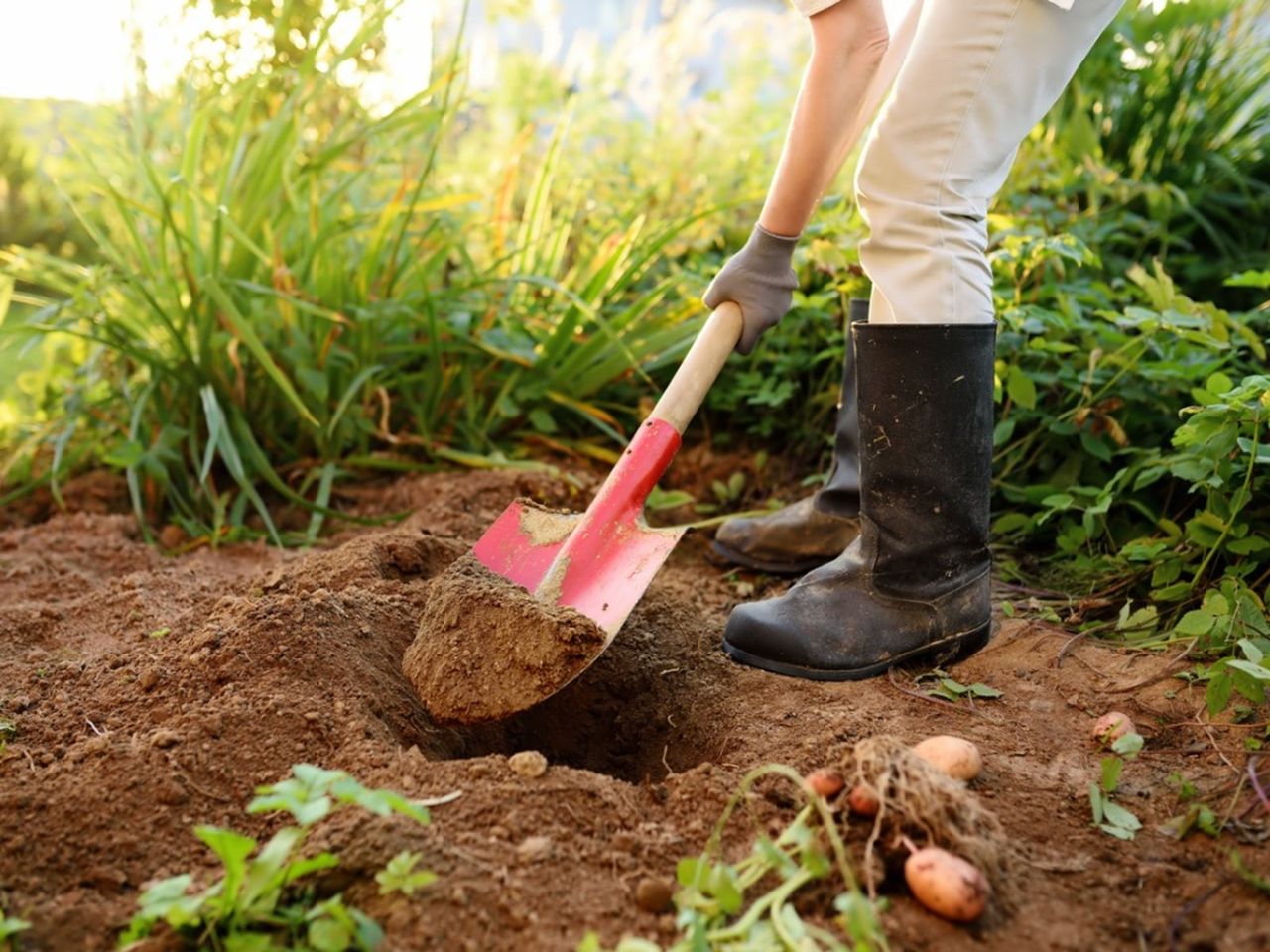 Californian Gardener Digging In The Garden