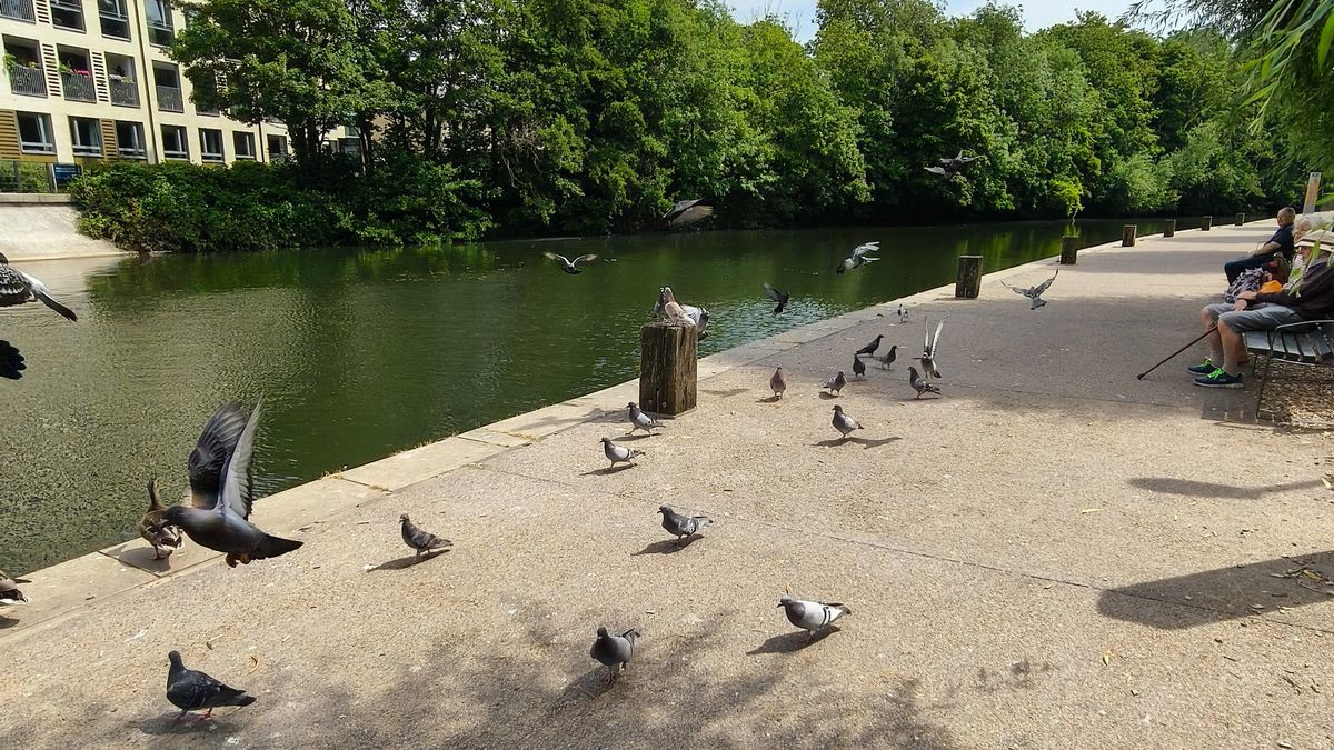 Flapping pigeons by a riverside at 0.6x zoom.