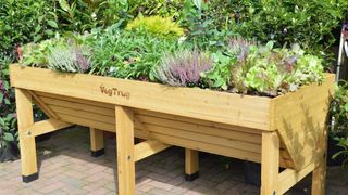 Raised planters with an assortment on salad veg