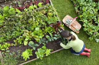 a woman planting a raised garden bed