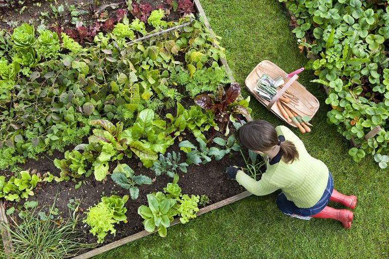 Building raised beds in the garden creates the perfect spot for growing your own