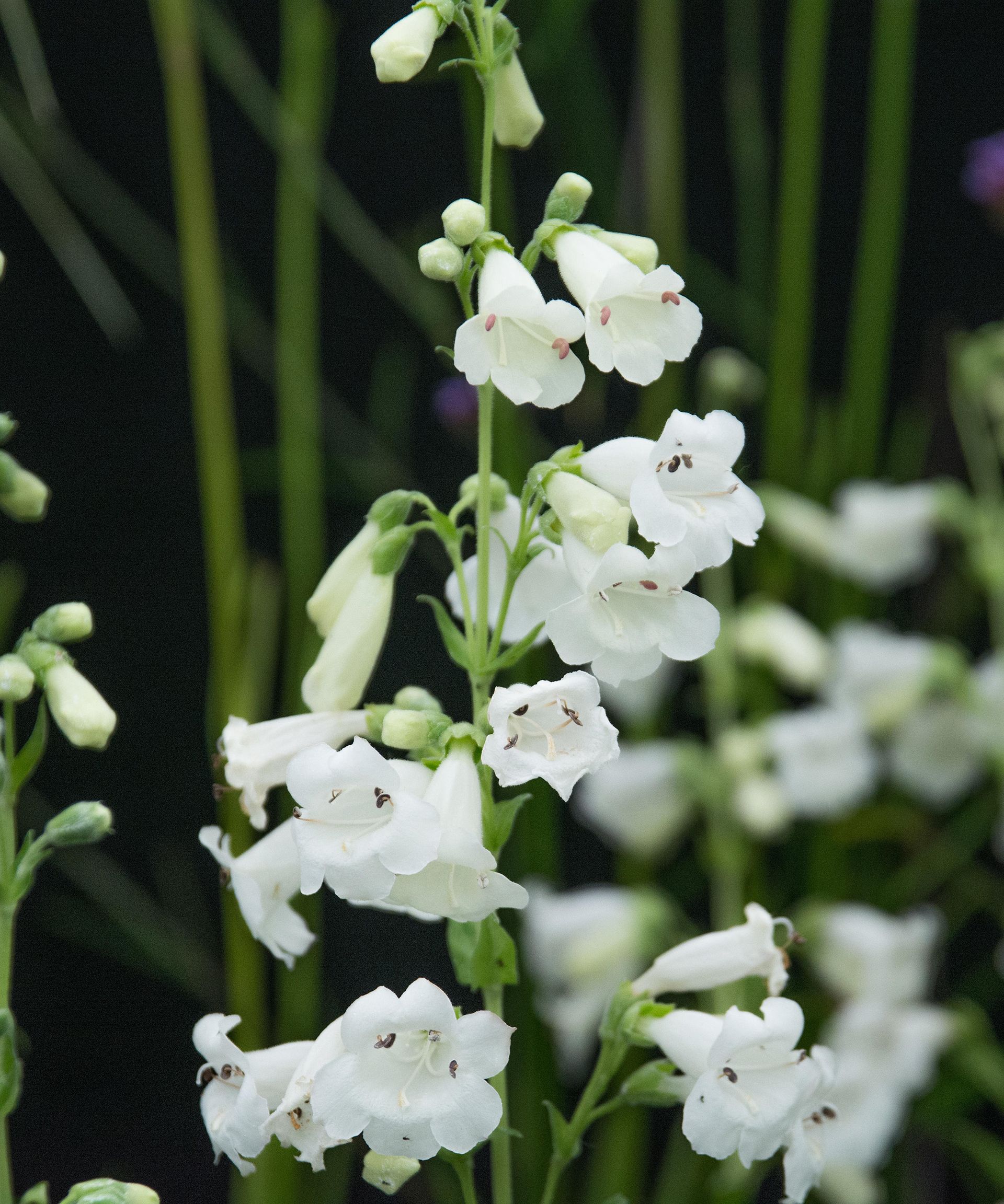 penstemon white bedder