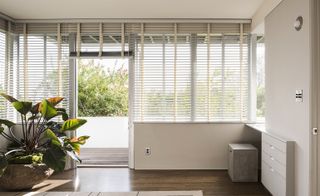 Interior design of light room with large plant and window blinds
