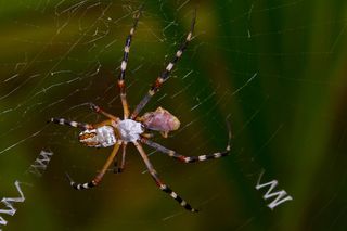 A silver garden spider (Argiope argentata) weaves its web.