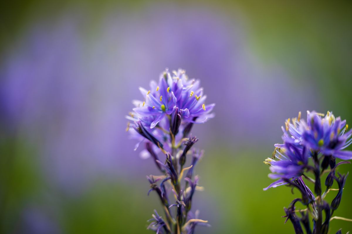Sony FE 50-150mm f/2 G Master example shot
