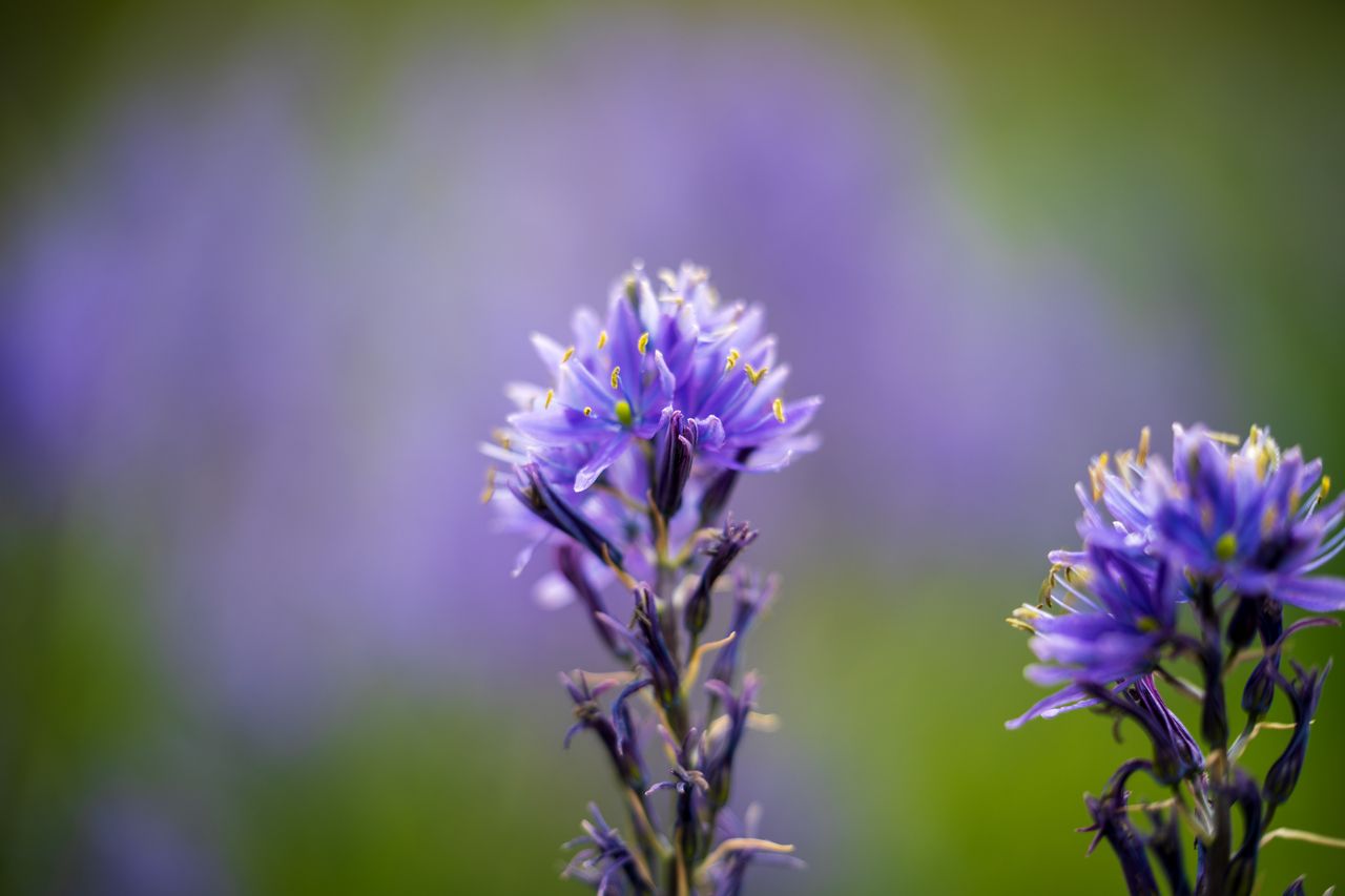 Sony FE 50-150mm f/2 G Master example shot