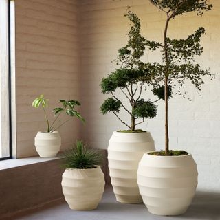 Four contemporary large planters with ornamental trees and houseplants 