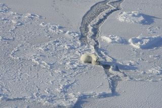 This polar bear is still-hunting at a seal hole on the sea ice of the southern Beaufort Sea.