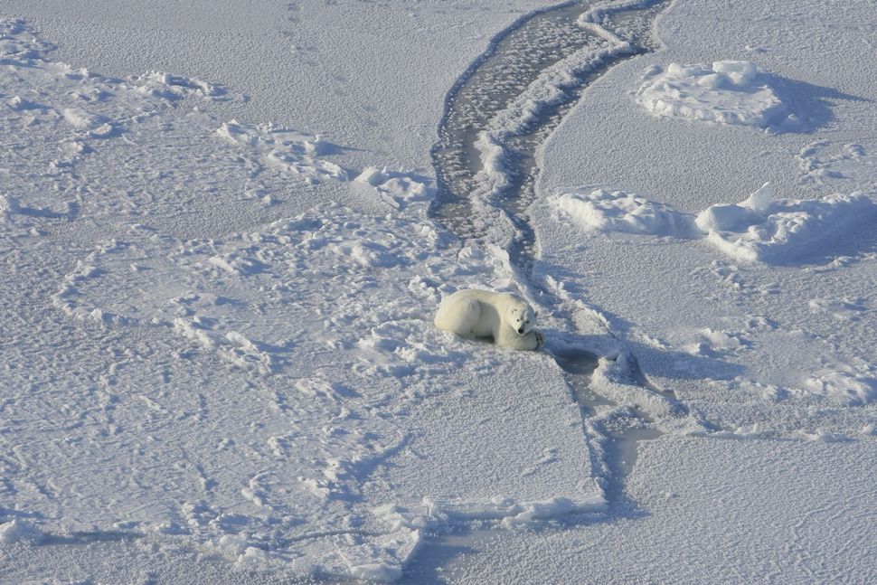 Polar Bears Starving As Arctic Ice Vanishes Live Science